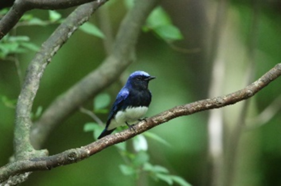 専門職養成コース「がん看護分野　CNS養成」