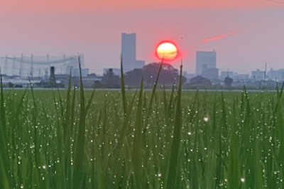 カリキュラムの特徴